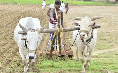 3.90 lakh hectares target for kharif sowing in Yadgir