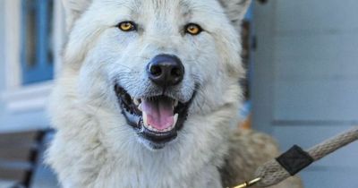 Couple who adopted 'big dog' get a surprise when they visit the vet