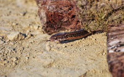 New species of non-venomous snake recorded in Mizoram