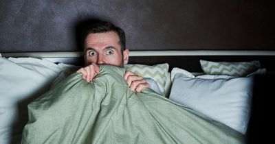 Terrified Brit wakes up in middle of the night to 5cm long 'demon wasp'