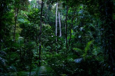 Australia’s tropical rainforests have been dying faster for decades in ‘clear and stark climate warning’