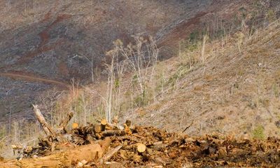 Australia’s climate data to UN questioned as study finds land clearing in Queensland underreported