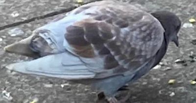 Police hunting 'pigeon cutter' hacking feathers off birds in Leeds city centre