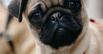 Pugs should no longer be called 'typical dogs' because of health conditions
