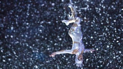 The Ringling Bros. circus is coming back, with human acts in the center ring