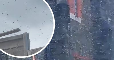 Swarm of bees make 'overwhelming noise' as insects cover church