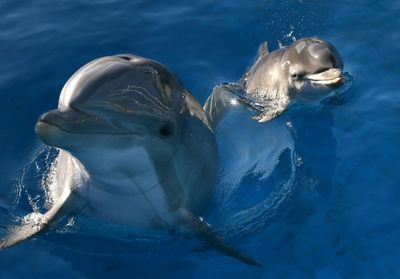 Pee pals: Dolphins taste friends' urine to know they're around