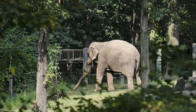 Can an elephant also be considered a person? That’s what New York’s high court is being asked.