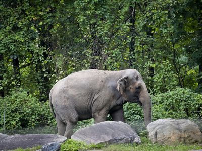 Happy is an Asian elephant. But can she also be considered a person?