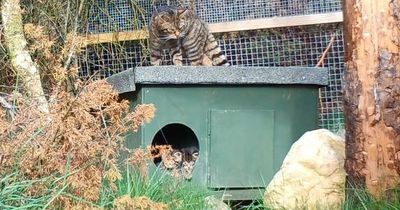 Wildcat kittens born at Highland park will be first to be released into the wild in UK