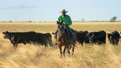 Australia's largest cattle company AACo doubles operating profit, posts significant rise in herd