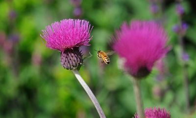 Bee’s knees: pollinators are stars of Chelsea flower show