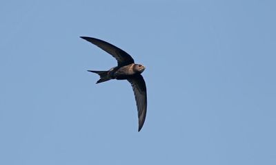 Why migratory birds have been late to UK skies this spring