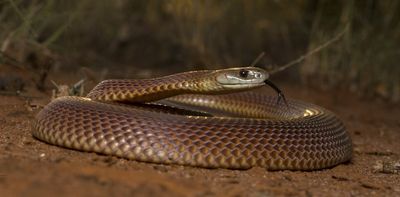 Here's how we track down and very carefully photograph Australia's elusive snakes