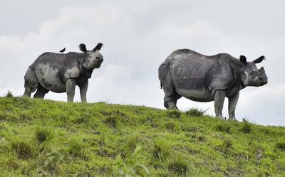 Assam floods | Forest department has built 40 highlands in Kaziranga, other national parks