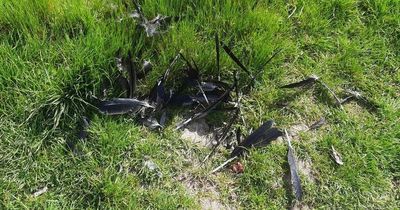 Bird believed to have been gutted and set alight in 'evil' act of cruelty in Welsh town