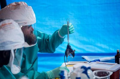 Monkeypox: what are the symptoms and should Australia be worried?