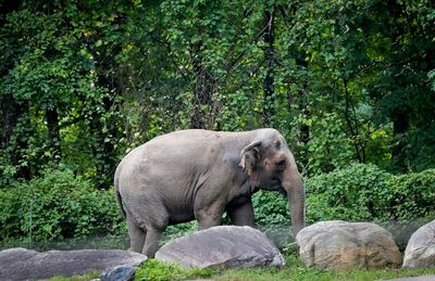 Is Happy the elephant a person? New York court debates if pachyderm has human rights