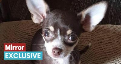 Singing dog obsessed with Lord of the Rings gives people 'goosebumps'