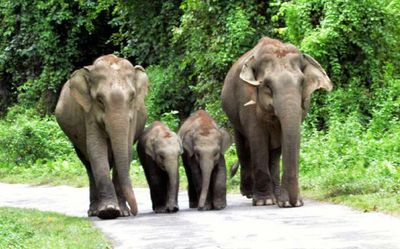 Gauhati High Court seeks coordinates of coal mining area in Assam elephant reserve