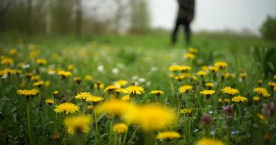 Nutrition expert says you should be eating dandelions