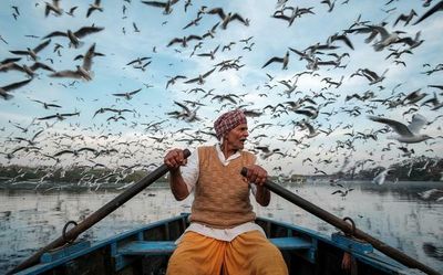 India in images, feeding migratory seagulls to living in the highest village