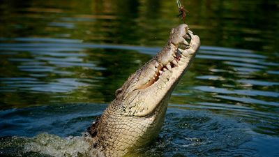 'Psychic' crocodile named Speckles predicts Labor leader Anthony Albanese will win Saturday's federal election