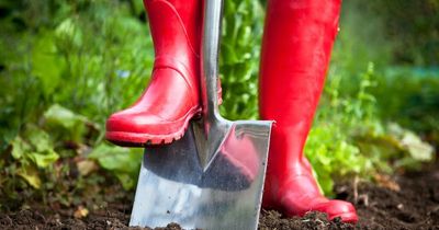 Does gardening count as exercise? Burn up to 300 calories by getting out in your garden