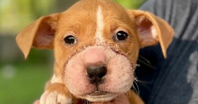 Puppy suffers cut down to the bone after abuser tied hairband around her snout