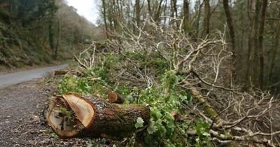 West Lothian faces £12m bill to cut down diseased trees