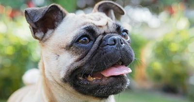 Beloved pug dogs at risk of being banned in Ireland amid health fears