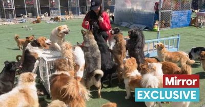 Rescue centre has 48 hours to rehome 140 dogs after police threaten to kill them all