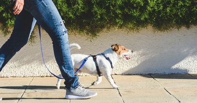Furious 'Karen' bags up stranger's dog poo and takes it to police for DNA test