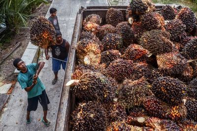 Indonesia to lift ban on palm oil exports from Monday