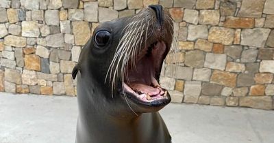 Win a family pass to Blair Drummond Safari Park to get your chance to see the sea lions!
