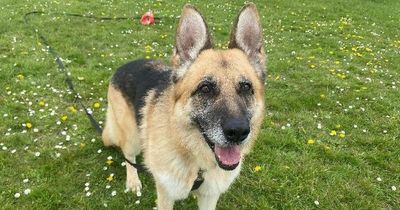 Adorable dog who loves a 'real good ear scratch' desperately searches for home