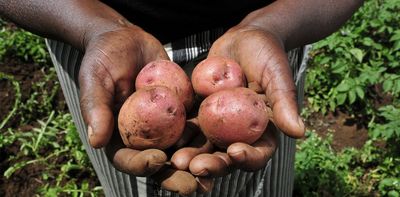 Banana paper could save East Africa's potatoes from devastating worms