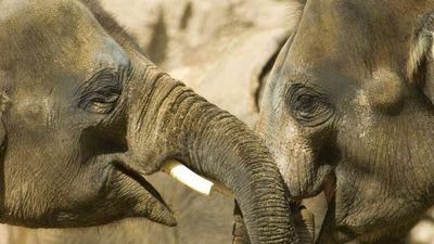 Are Elephants People? New York's Highest Court Hears Case for Animal Personhood