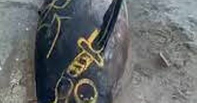 Body of dead dolphin vandalised with graffiti on Dublin beach