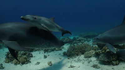 Dolphins line up to self-medicate skin conditions with coral, research suggests