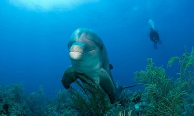 Pharmacy in the sea: Dolphins ‘use coral as medicine for skin ailments’