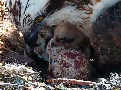 WATCH: First osprey chick of the season hatches at Loch of the Lowes