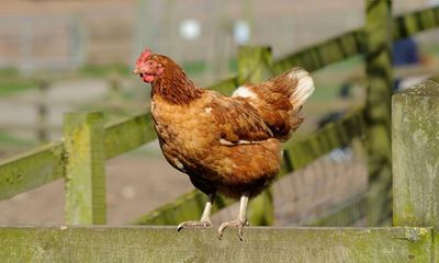 Egg prices could rise for UK consumers as farmers cut flock numbers