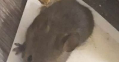 Leeds mum battling rat and mouse infestation as rodents scratch inside the walls and take over garden