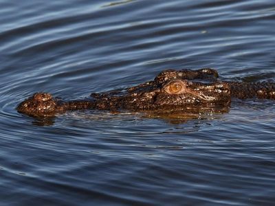 Crocodile meat 'triggers fish allergies'