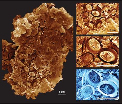 Discovery of ‘ghost’ fossils reveals plankton resilience to past global warming