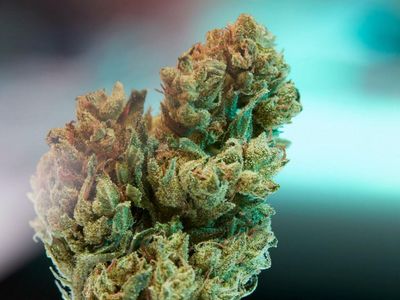 Sorry, But High THC Cannabis Buds Are Overrated