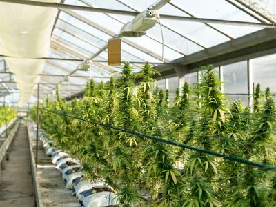 California County Sheriff Calls For State Of Emergency Over Illegal Cannabis Grows, Seeks Federal Funding