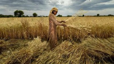Amid weather woes, India’s wheat production to fall 3%