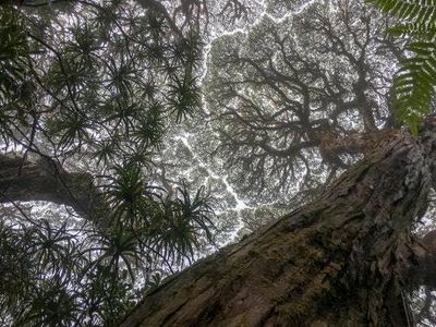 The world's most vital forests are dying at twice the rate they did 35 years ago — study